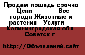 Продам лошадь срочно › Цена ­ 30 000 - Все города Животные и растения » Услуги   . Калининградская обл.,Советск г.